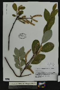 Salix scouleriana image