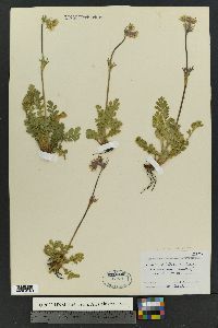 Geum triflorum image