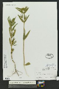 Flaveria campestris image