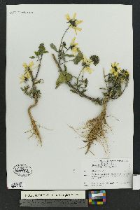 Helianthus petiolaris subsp. fallax image