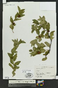 Ziziphus jujuba image