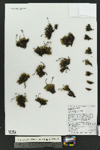 Saxifraga bronchialis image