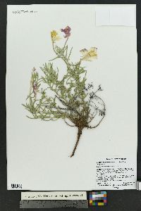 Calylophus lavandulifolius image