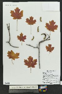 Acer grandidentatum image