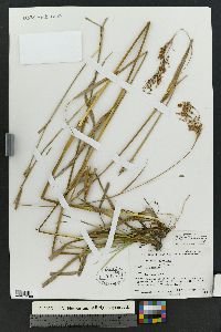 Scirpus pendulus image