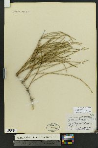 Ephedra torreyana image