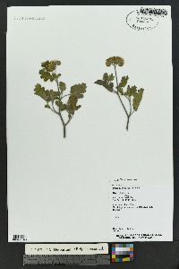 Phacelia rupestris image