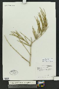 Ephedra torreyana image