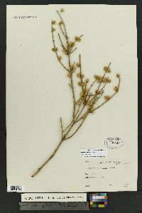 Ephedra torreyana image