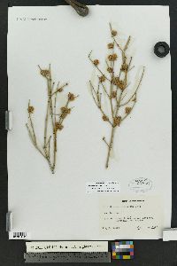 Ephedra torreyana image