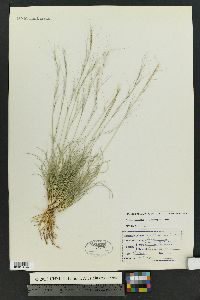 Aristida purpurea var. fendleriana image