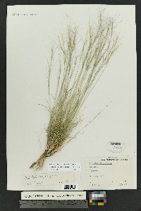 Aristida purpurea var. fendleriana image