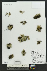 Selaginella scopulorum image