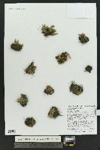 Selaginella scopulorum image