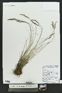 Poa glauca subsp. rupicola image