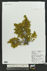 Juniperus communis var. depressa image