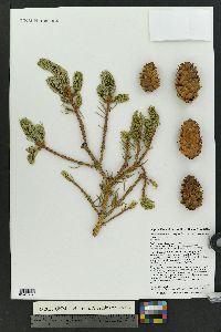 Picea engelmannii var. engelmannii image