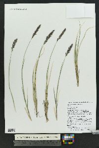 Calamagrostis purpurascens image