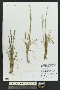 Elymus alaskanus subsp. latiglumis image