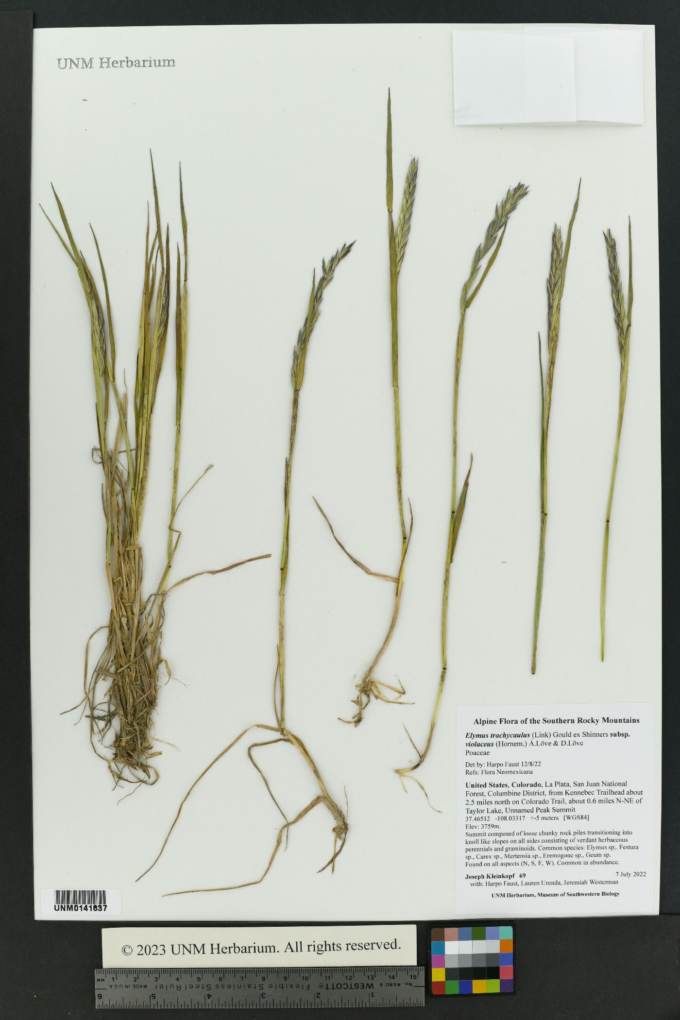 Elymus alaskanus subsp. latiglumis image