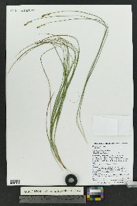 Carex siccata image