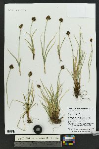 Carex haydeniana image