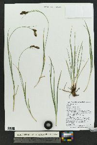 Carex chalciolepis image