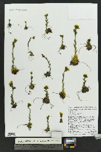 Saxifraga flagellaris image