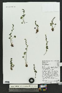 Saxifraga cernua image