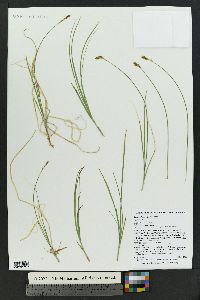 Carex phaeocephala image