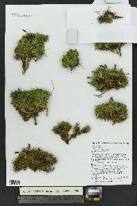 Silene acaulis image