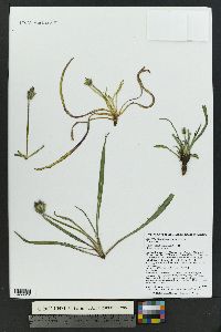 Agoseris aurantiaca image