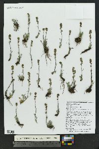 Artemisia scopulorum image