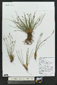 Juncus drummondii image