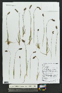 Luzula spicata image