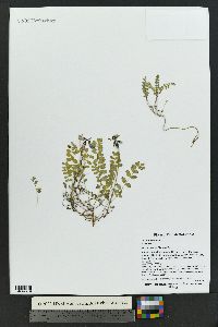 Astragalus alpinus image