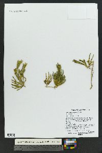 Diphasiastrum alpinum image