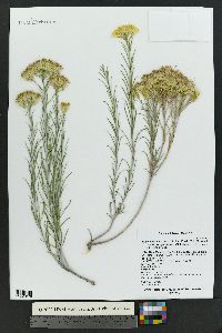 Ericameria nauseosa var. graveolens image