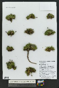 Silene acaulis image