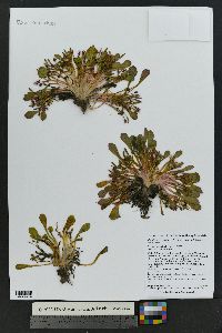 Claytonia megarhiza image