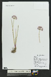 Allium geyeri image