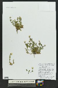 Cerastium arvense subsp. strictum image