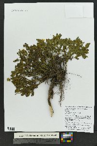 Senecio fremontii var. blitoides image