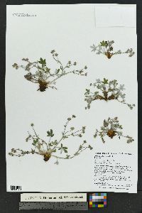 Potentilla concinna var. bicrenata image