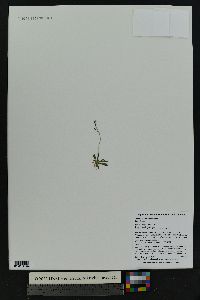 Draba crassifolia image