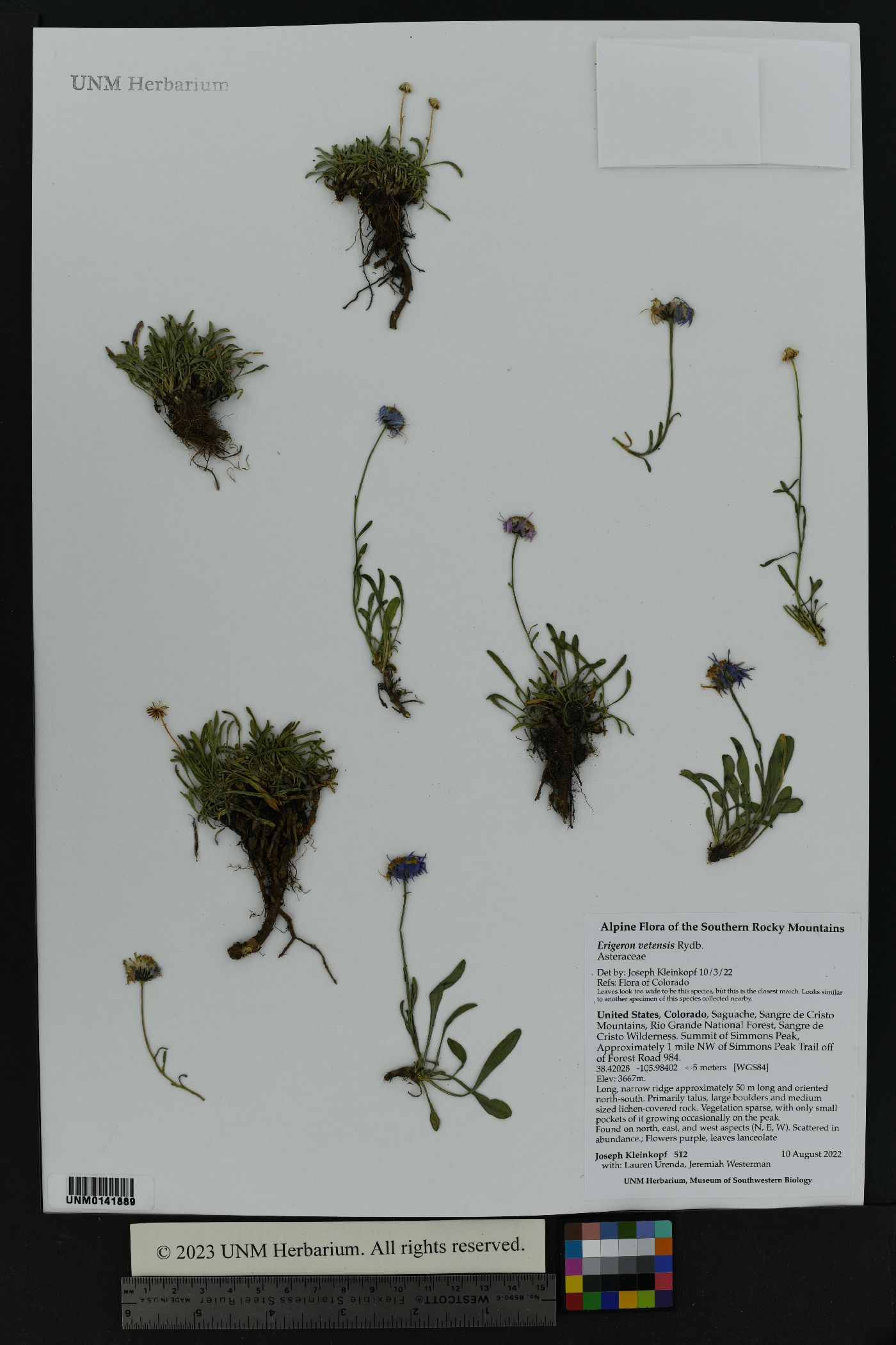 Erigeron vetensis image