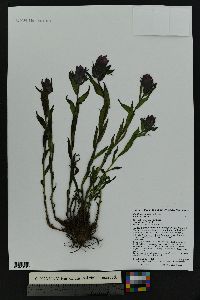 Castilleja rhexiifolia image