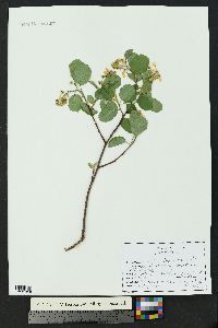 Amelanchier utahensis var. utahensis image