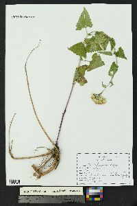 Brickellia grandiflora image