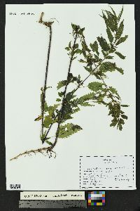 Urtica gracilis image